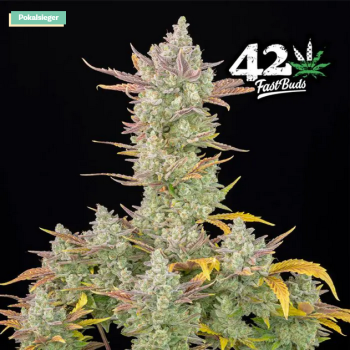 Samen 3x Gorilla Cookies Automatik Fast Buds